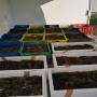 we sell live <b>crayfish</b>