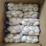 garlic ,  l'ail  new crop jun 2023 available now 