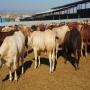 Fournisseurs Bovins d'engraissement & Abattage