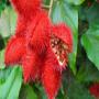 <b>vente</b> de <b>roucou</b>