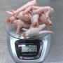 brazil <b>chicken</b> meat and cuts <b>suppliers</b>
