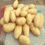 potato dates <b>onion</b> <b>garlic</b>.. ect