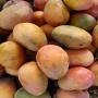 mangue du sénégal