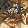 recherche acheteur de poulet en gros