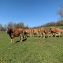 génisses aubrac 12 mois