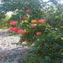 spanish <b>pomegranate</b> elche variety