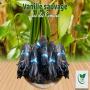 vanille 100%bio de comores