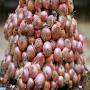 l'<b>onion</b> du <b>maroc</b> avec une grande quantite