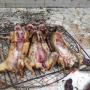 lapin frais fumé ou vivant 