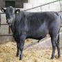 l’exportation & l'importation des bovins ,  ovin