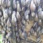 Escargots petis gris  Helix Aspersa Muller