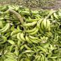 banane plantain 