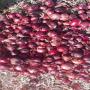 dark red double skin 35 45mm onion
