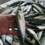 sardine whole round 8 14/kg