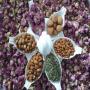produits aromatiques et médicinales 