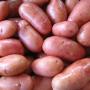 Pommes de terre Oniong pour S&eacute;n&eacute;gal 