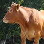 Grossiste de viande halal R.Charolaise Limousine 