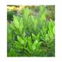 Plants de laurier sauce et feuilles d'aloe verra