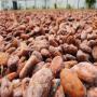 Cacao standard de Madagascar recolte 2019