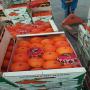 Projet agricole complet Agadir Maroc