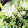 eau florale et hudrolat 100 % naturel 