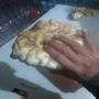 truffes blanche de tunisie 