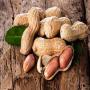Arachides pour l’export 