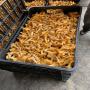 champignons frais, c&egrave;pe, girolles, la chanterelle