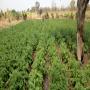 Pomme de terre disponible