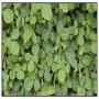 Graines et boutures de Desmodium adscendens