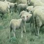 RECHERCHE FOURNISSEUR OVINE VIVANTE