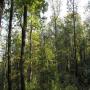 VENTE DE FORET POUR CREATION DE PLANTATION