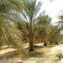 oasis palmier dattier