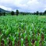 CHERCHE FOURNISSEUR ENGRAIS ET PRODUITS CHIMIQUE