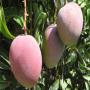 Business sur la mangue Kent 