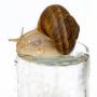 Vente bave d'escargot Certifier au Labo 