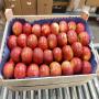 pomme golden pologne