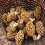 Morel, morille, morchella, mushrooms, champignons