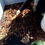 sea cucumber , concombre de mer