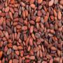 FEVES CACAO (Grade A)