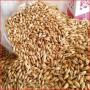 Feed barley for sale 