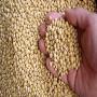 soybean for sale 