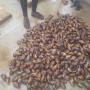 snail meat escargot,  live snails,  for export.