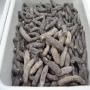 Concombres de mer s&eacute;ch&eacute;s et frais plus en poudre