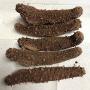 DRY AND FROZEN  SEA CUCUMBER 