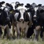 Vaches laiti&egrave;res vivantes de haute qualit&eacute;