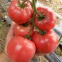 tomate fra&icirc;che