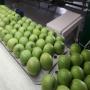 Pomme Golden, red Delicious, grany Smith 