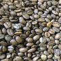 GRAINS DE CAFE ROBUSTA ROTIS GRADE CLASSIQUE
