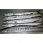 Poisson Barracuda entier congel&eacute;